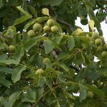 برداشت گردوی سبز در ایذه آغاز شد
