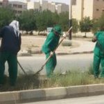 علف های هرز سطح منطقه ۴ شهرداری اهواز وجین شدند