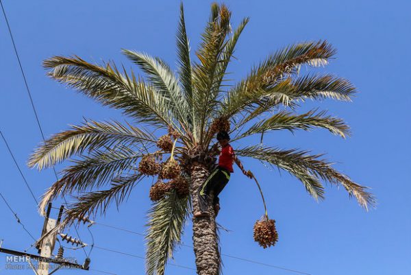 مدیر جهاد کشاورزی آبادان:  گرمای شدید و رطوبت بالا سبب خشک شدن خرمای آبادان شده است