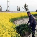 بیش از ۳ هزار کلزاکار خوزستانی چشم انتظار مطالبه‌ها