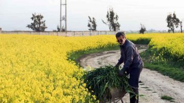 بیش از ۳ هزار کلزاکار خوزستانی چشم انتظار مطالبه‌ها