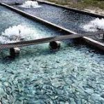 تحقق ۹۹ درصدی تعهد اشتغال در شیلات خوزستان