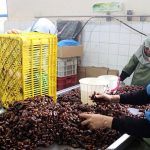 صدور ۲۴ موافقت اصولی و جواز تاسیس طرح‌های کشاورزی در خوزستان