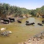 رئیس سازمان جهاد کشاورزی خوزستان: اجرای سه برنامه برای نجات دام‌ها در بحران خشکسالی خوزستان