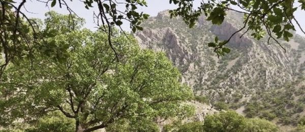 حفاظت از جنگل‌های زاگرس در مقابل آتش