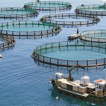 آخرین وضعیت اجرای طرح‌ پرورش ماهی در قفس در خوزستان