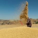 مدیرعامل شرکت بازرگانی دولتی : تسویه مطالبات گندم کاران تا هفته آینده
